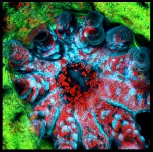 A laser scanning confocal microscope generates vibrant coral images