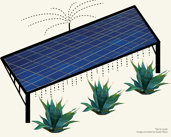 On a co-located solar farm, runoff from water used to clean photovoltaic panels would nourish agave or other biofuel crops