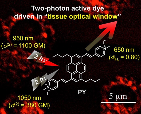 New functional dye for realizing a versatile two-photon excitation microscope