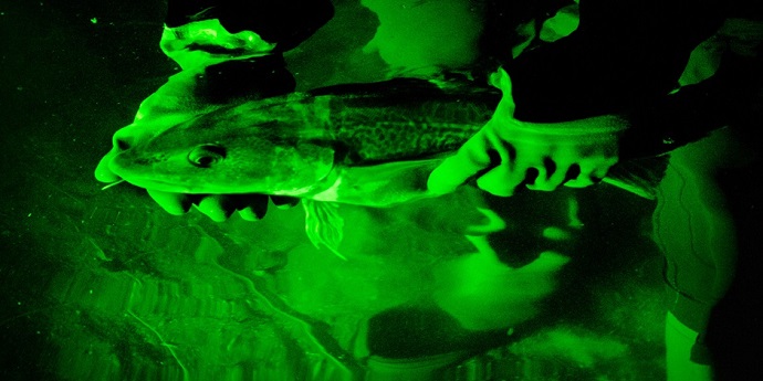 Cod unaffected by new laser camera