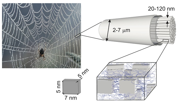 Scientists at Rice University and in Europe and Singapore studied the microstructure of spider silk to see how it transmits phonons, quanta of sound that also have thermal properties