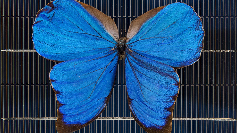 A blue Morpho butterfly on a solar cell