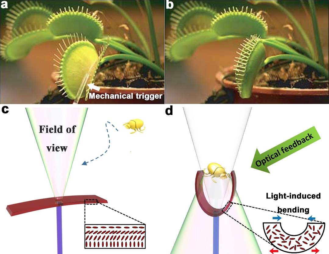 Schematic drawing of the light-triggered artificial flytrap at its open stage, when no object has entered its field of view.