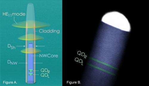 The schematic of a quantum dot molecule embedded inside a clad nanowire