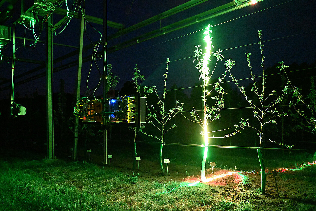 The Würzburg 3D laser scanner scans an apple tree at night.