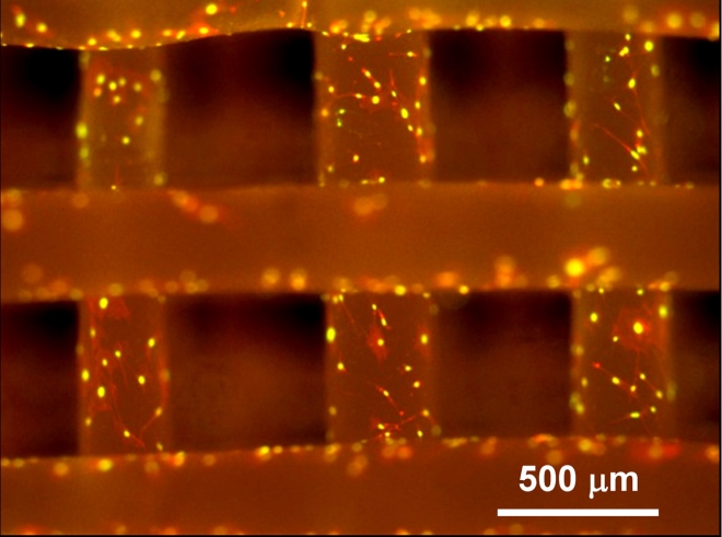 Fluorescense Micrographs