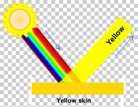 Yellow skin appears that color because it scatters the yellow portion of the light spectrum