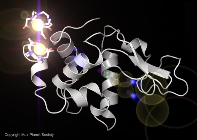 This 3-D rendering of a lysozyme molecule shows two gadolinium atoms bound to it