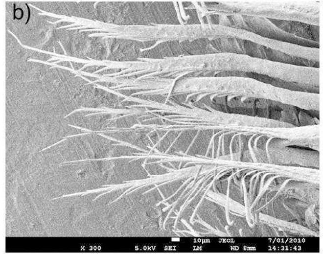 This image shows the magnified barbules of a white peacock’s feathers