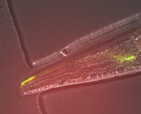 Archer1 fluorescence in an AWC sensory neuron