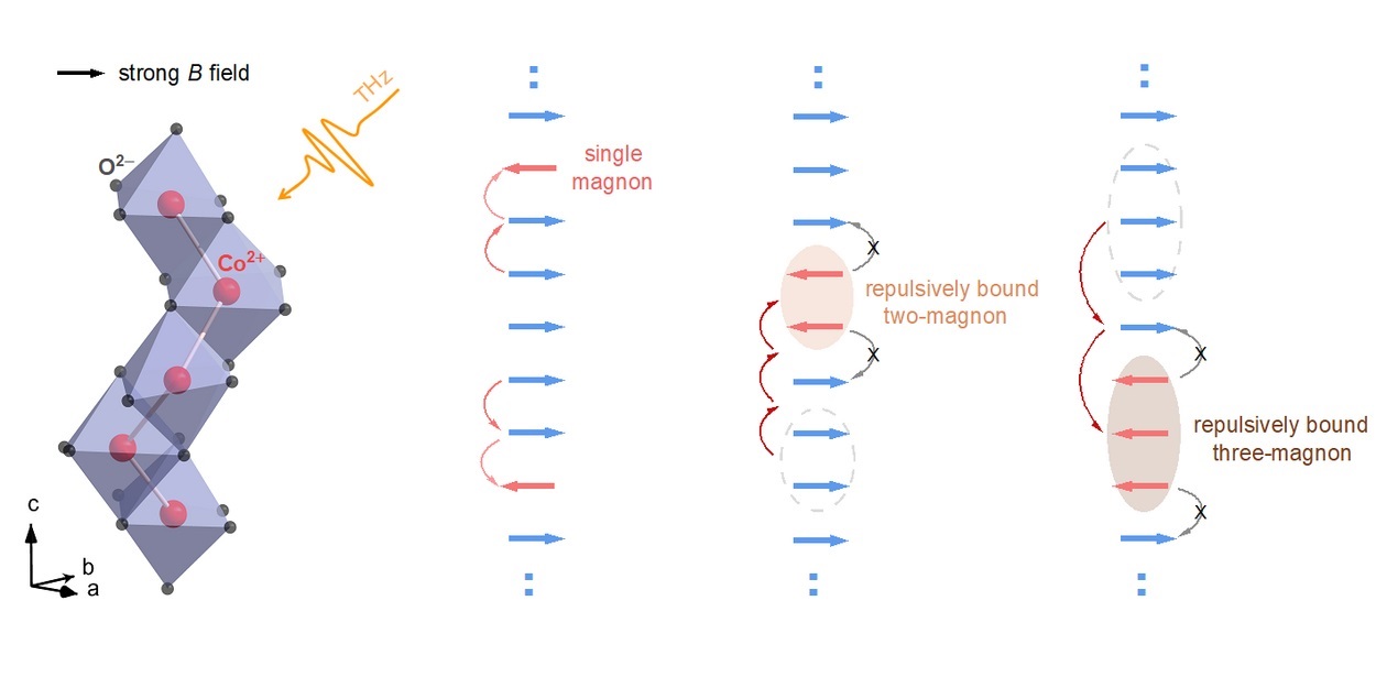 Graphical representation of the observed quantum state