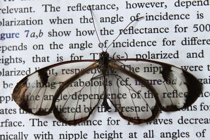 wings of the glasswing butterfly