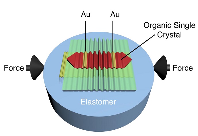 Schematic of wrinkled rubrene single-crystal field-effect transistor