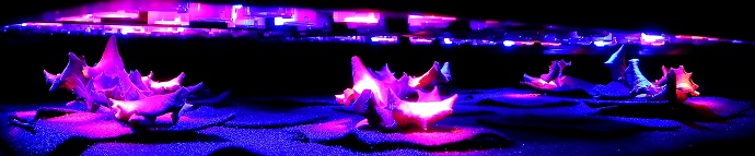 Targeting hydroponically-grown leaf lettuce with red and blue LEDs saves a significant amount of energy compared with traditional lighting