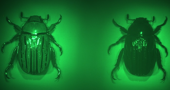 An image of a beetle taken by a multispectral chiral metalens is formed by focusing left-circularly polarized light reflected from the beetle