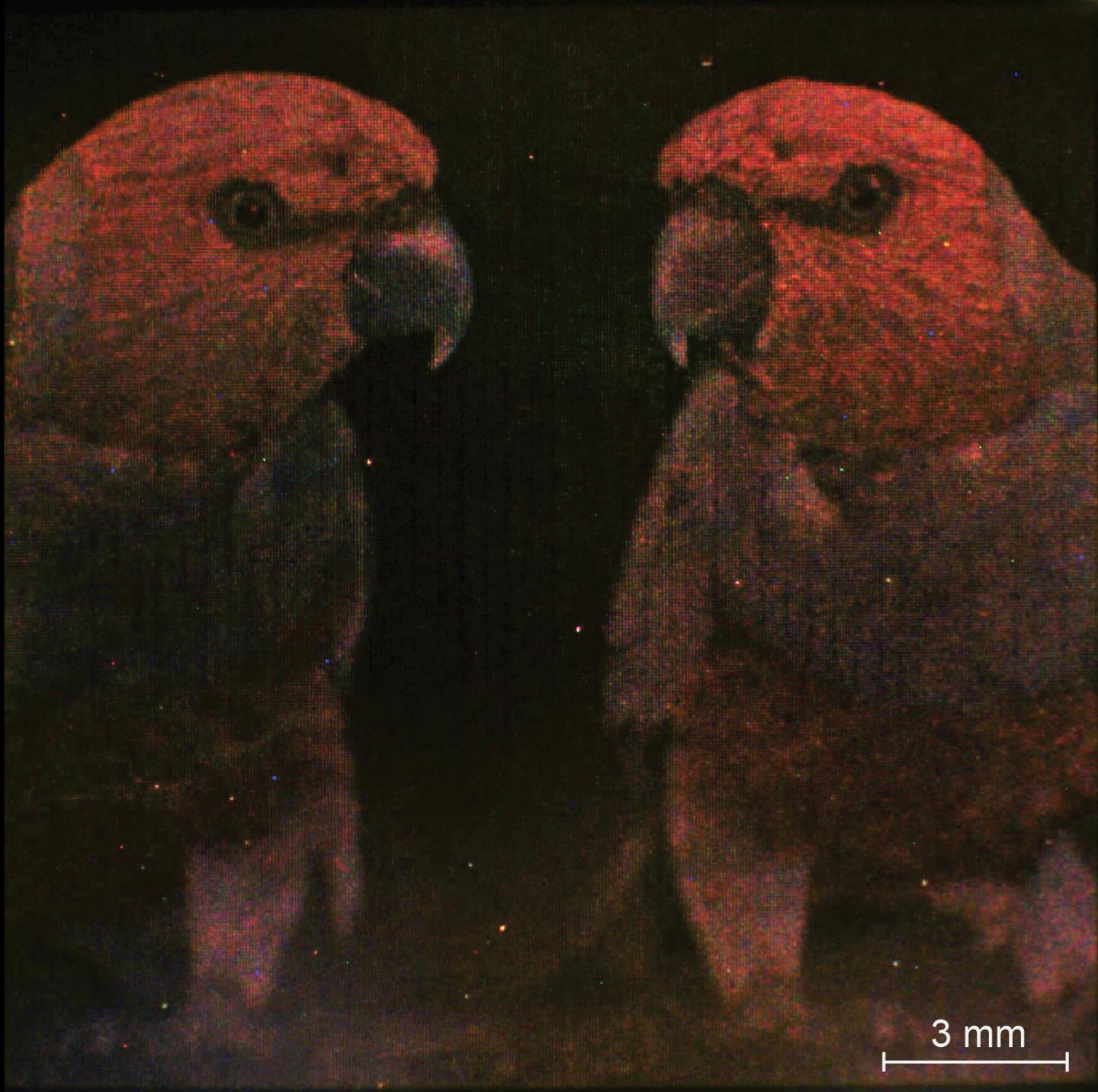 A closeup of the colorful parrot picture printed on a thin gold wafer using the new nanocube-based technology