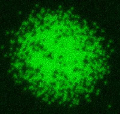 Each green dot represents an individual lithium atom