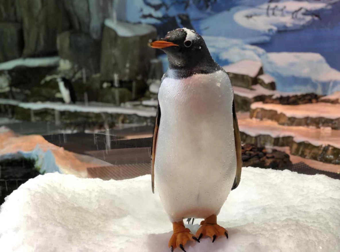A picture of the combat penguin that provided the ‘penguin shed feather’ samples used in the study. The samples were provided by the Exhibition Animals Division of the Animal Management Research Laboratory at the National Institute of Ecology.