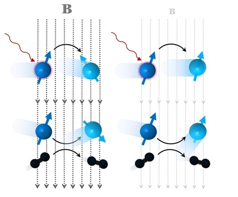 Low magnetic fields suppress spin decoherence in alkali-metal vapors, extending coherence time and enhancing quantum sensor performance.