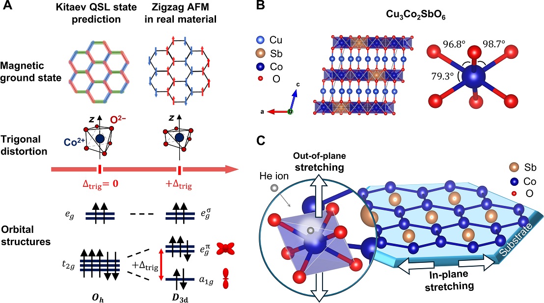 Strain engineering of local trigonal distortion of CoO6 octahedra in layered honeycomb cobaltate Cu3Co2SbO6.