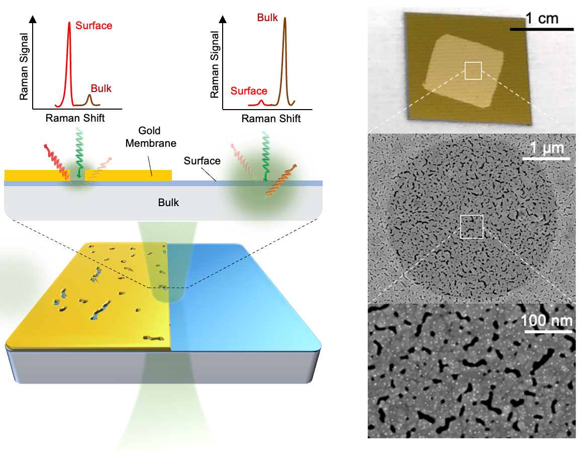 The gold membrane amplifies the Raman signal of the surface compared to the signal from the bulk of the material